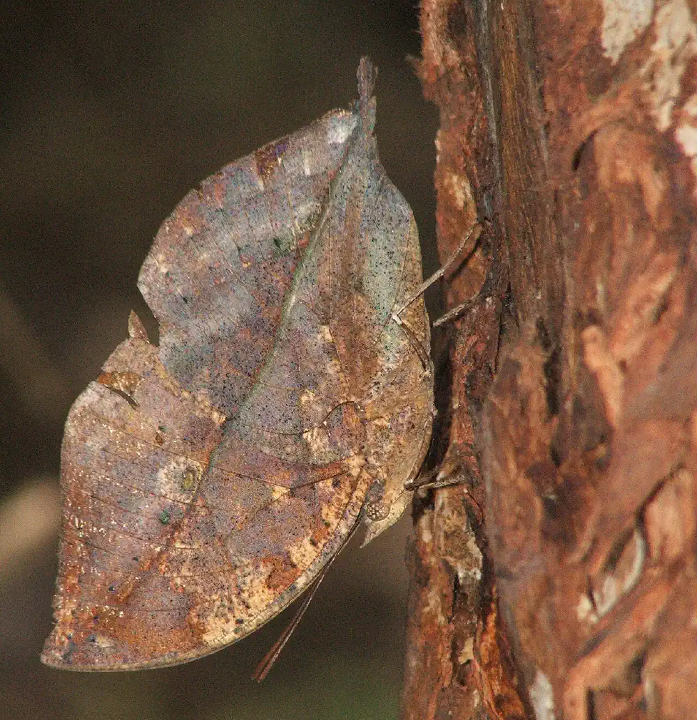 The analogy - mimicry in nature (Kallima_inachus)